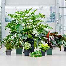 О пользе растений в офисе