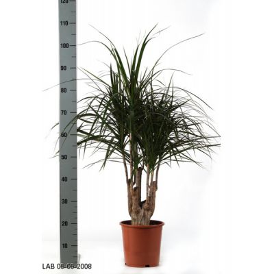 Пересадка одного растения высотой от 0,5 до 1 м