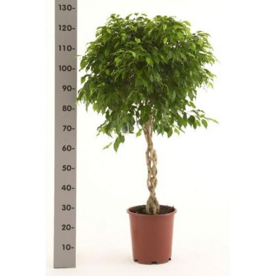Пересадка одного растения высотой от 1 до 1,5 м