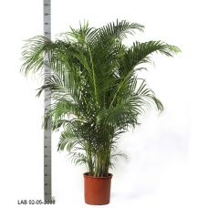 Пересадка одного растения высотой от 2 до 2,5 м