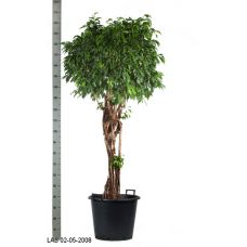 Пересадка одного растения высотой от 1,5 до 2 м