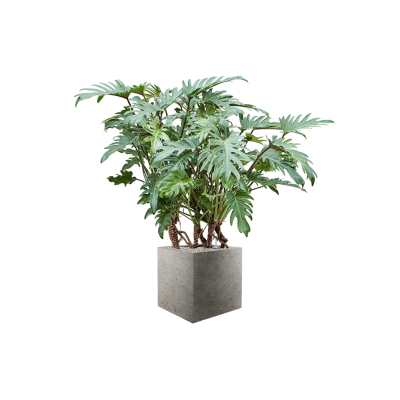 Растение в кашпо Philodendron 'Xanadu' in Grigio