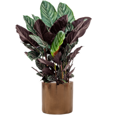 Calathea sanderiana in Cylinder