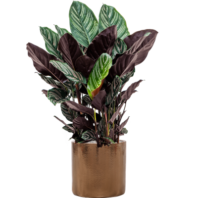 Растение в кашпо Calathea sanderiana in Cylinder