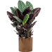 Растение в кашпо Calathea sanderiana in Cylinder