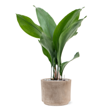 Aspidistra elatior in Terra Cotta