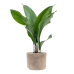 Растение в кашпо Aspidistra elatior in Terra Cotta