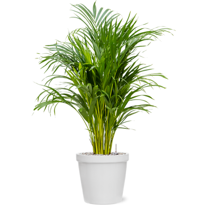 Растение в кашпо Dypsis (Areca) lutescens in Feliz