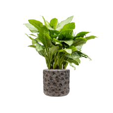 Aglaonema 'Freedman' in Baq Luxe Lite Universe Moon