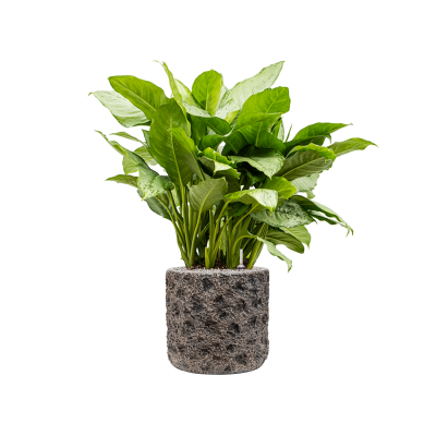 Растение в кашпо Aglaonema 'Freedman' in Baq Luxe Lite Universe Moon