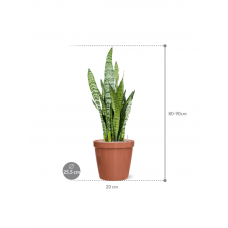 Sansevieria zeylanica in Feliz