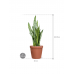 Растение в кашпо Sansevieria zeylanica in Feliz