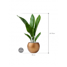 Aspidistra elatior in Capi Lux Retro