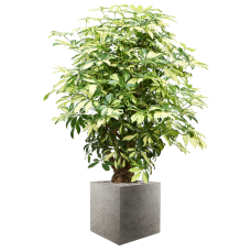 Schefflera arboricola 'Trinette' in Grigio