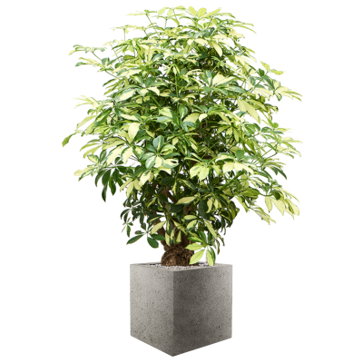 Растение в кашпо Schefflera arboricola 'Trinette' in Grigio