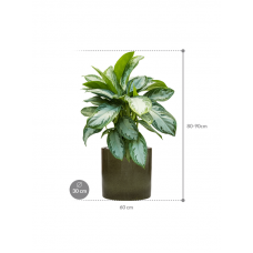 Aglaonema 'Silver Bay' in Cylinder