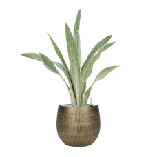 Sansevieria trifasciata 'Metallica' in Ryan