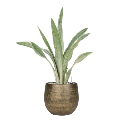 Растение в кашпо Sansevieria trifasciata 'Metallica' in Ryan