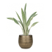 Растение в кашпо Sansevieria trifasciata 'Metallica' in Ryan