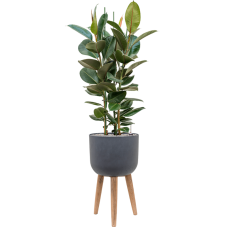 Ficus elastica 'Robusta' in Refined Retro With Feet