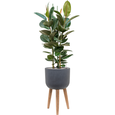 Растение в кашпо Ficus elastica 'Robusta' in Refined Retro With Feet