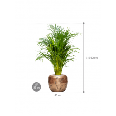 Dypsis (Areca) lutescens in Baq Opus Raw