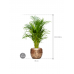 Растение в кашпо Dypsis (Areca) lutescens in Baq Opus Raw