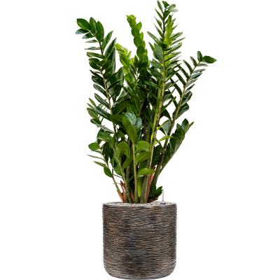 Растение в кашпо Zamioculcas zamiifolia in Baq Luxe Lite Universe Wrinkle