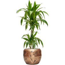 Dracaena fragrans 'Janet Craig' in Baq Opus Raw