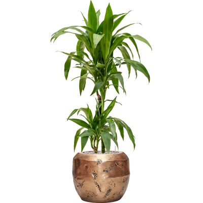 Растение в кашпо Dracaena fragrans 'Janet Craig' in Baq Opus Raw