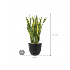 Sansevieria trifasciata 'Laurentii' in Artstone