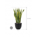 Растение в кашпо Sansevieria trifasciata 'Laurentii' in Artstone