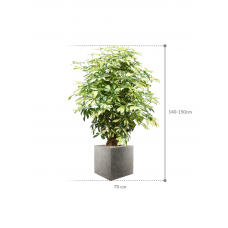 Schefflera arboricola 'Trinette' in Grigio