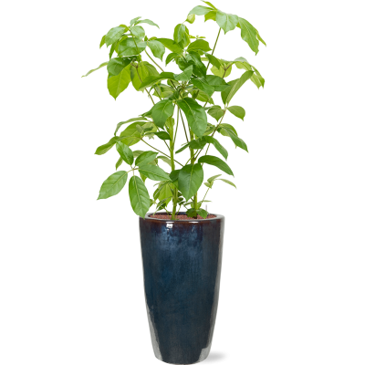 Растение в кашпо Schefflera actinophylla 'Amate' in Plain