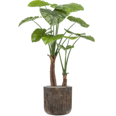 Alocasia in Baq Luxe Lite Universe Waterfall