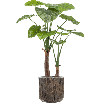 Растение в кашпо Alocasia in Baq Luxe Lite Universe Waterfall