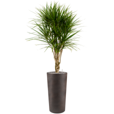 Dracaena marginata in Grigio