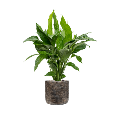 Растение в кашпо Spathiphyllum 'Sweet Lauretta' in Baq Luxe Lite Wrinkle