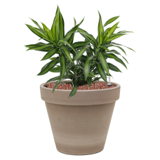 Pleomele (Dracaena) reflexa 'Song of Jamaica' in Terra Cotta