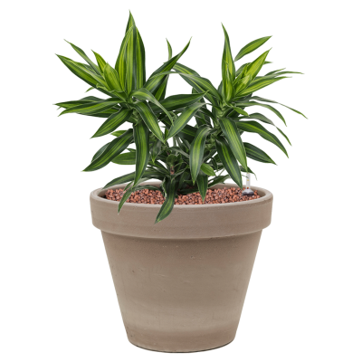 Растение в кашпо Pleomele (Dracaena) reflexa 'Song of Jamaica' in Terra Cotta