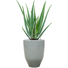 Aloe vera barbadensis in One and Only