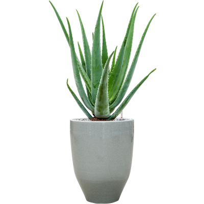 Растение в кашпо Aloe vera barbadensis in One and Only