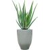 Растение в кашпо Aloe vera barbadensis in One and Only