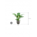 Растение в кашпо Spathiphyllum 'Sensation' in Grigio