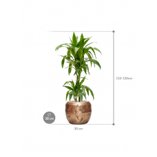 Dracaena fragrans 'Janet Craig' in Baq Opus Raw