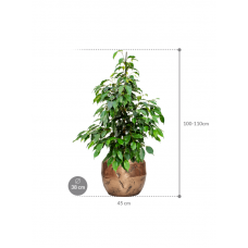 Ficus benjamina 'Danielle' in Baq Opus Raw