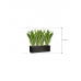 Растение в кашпо Sansevieria masoniana 'Dragon' in Capi Lux Terrazzo