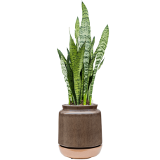 Sansevieria zeylanica in Mori