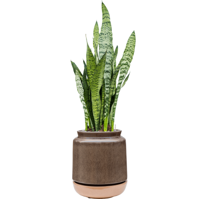 Растение в кашпо Sansevieria zeylanica in Mori