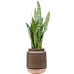 Растение в кашпо Sansevieria zeylanica in Mori